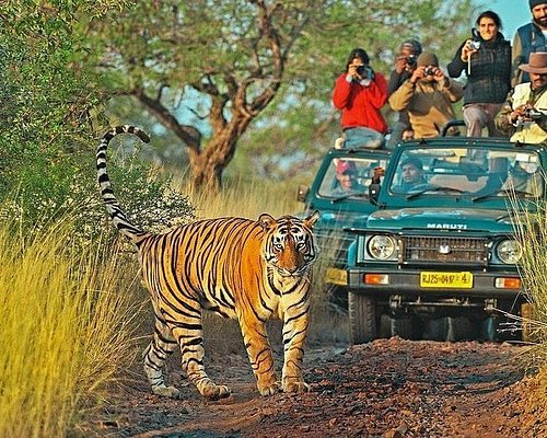 Ranthambore National Park Safari