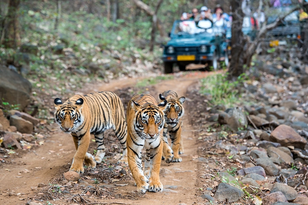Ranthambore Jungle Safari Zone